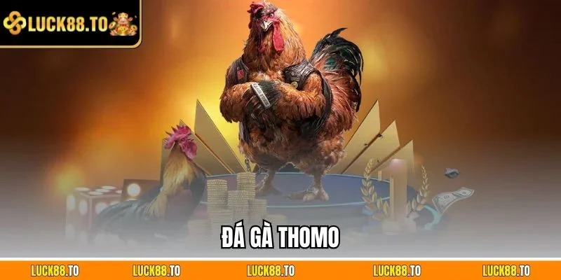 Chơi đá gà Thomo